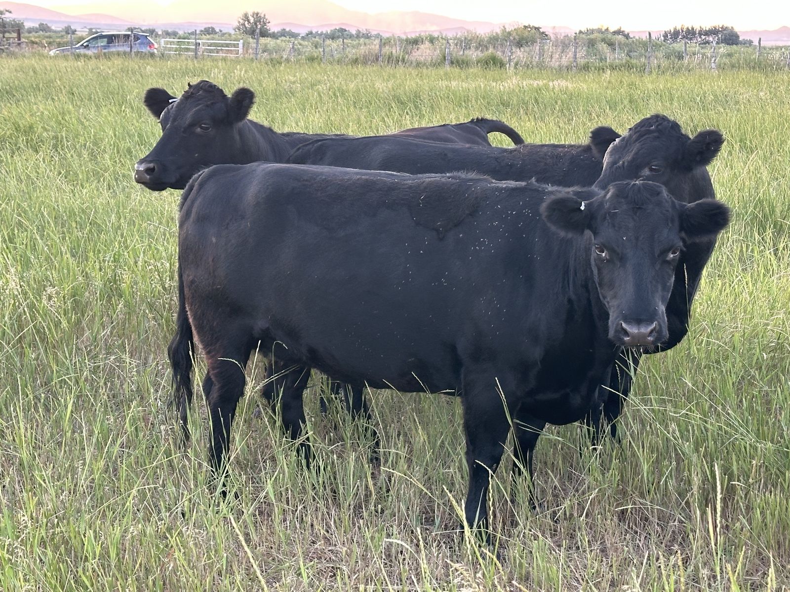 Purebred Dexter Cattle - Bred Cows/Heifers and Steers