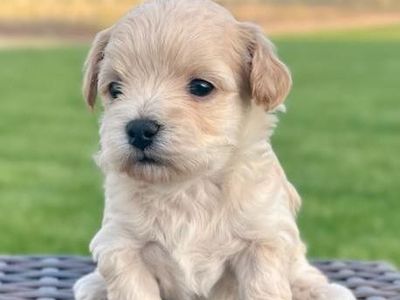 Bichon mini doodle puppies