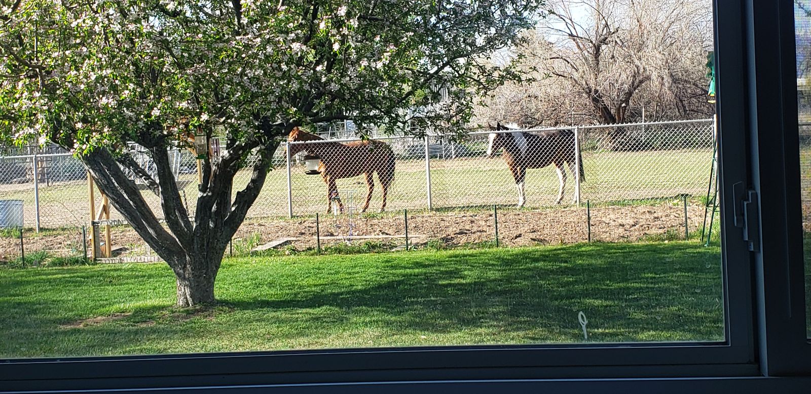 ISO Lease of Experienced 4-H Horse