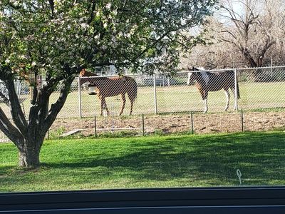 ISO Lease of Experienced 4-H Horse