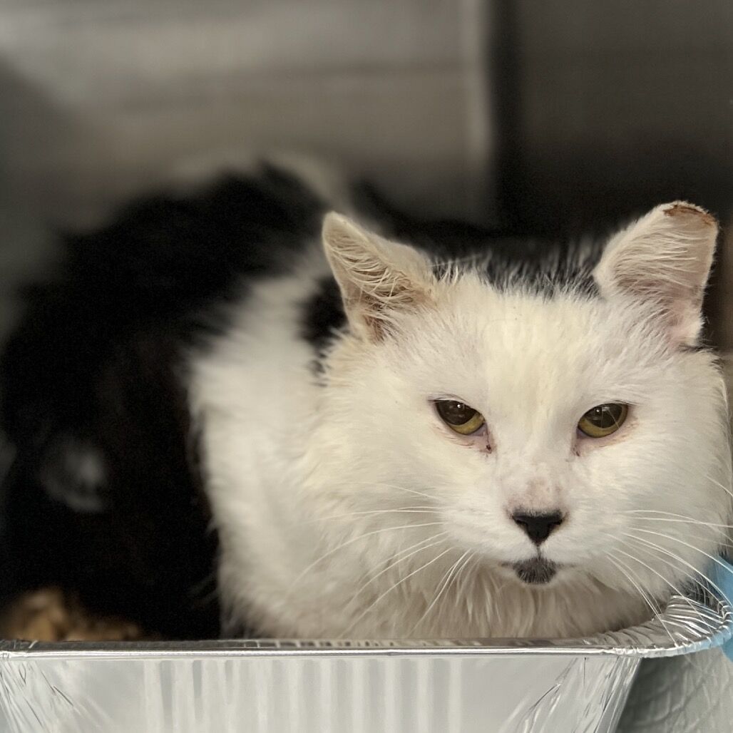 Hello my name is Blackstar