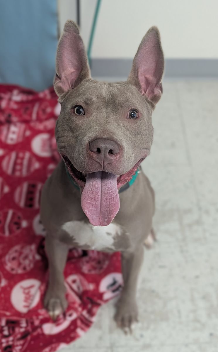 A162929 Ramesses the Great is Available for Adoption!