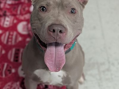 A162929 Ramesses the Great is Available for Adoption!