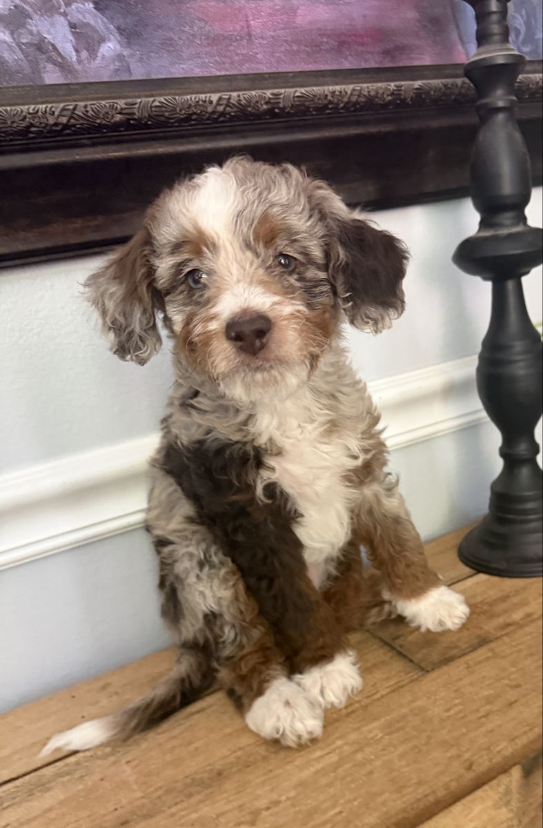 Adorable Mini Bernedoodle Puppy - Chocolate Merle Coat with White Markings - Sweet & Playful Roxy