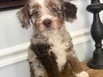 Adorable Mini Bernedoodle Puppy - Chocolate Merle Coat with White Markings - Sweet & Playful Roxy
