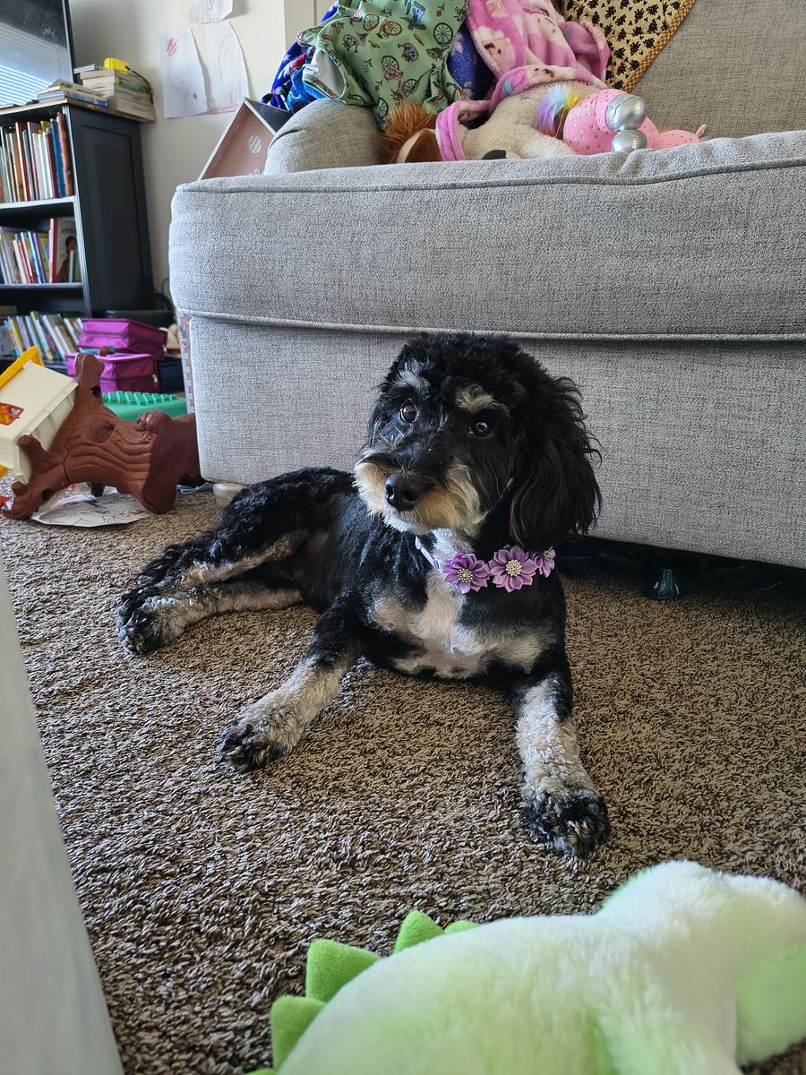 Poppy 