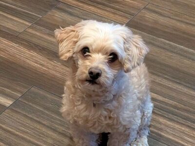 Micro Mini Goldendoodle