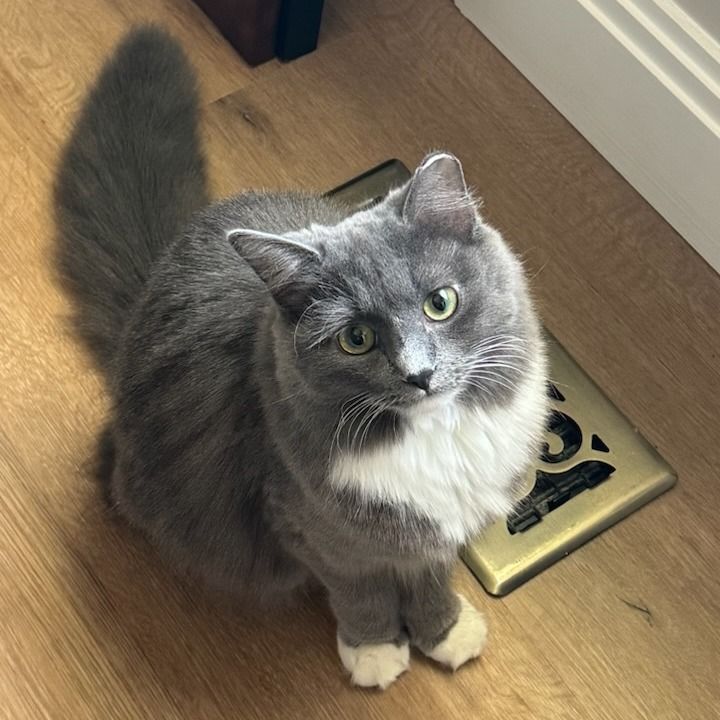 Hello my name is Shasta