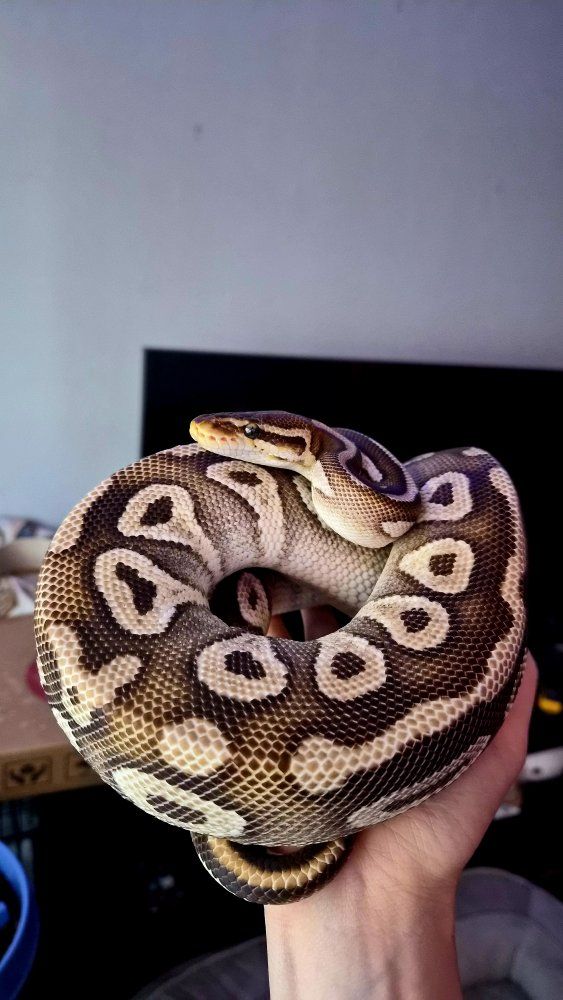 Female Mojave Pastel Ball Python