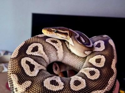 Female Mojave Pastel Ball Python