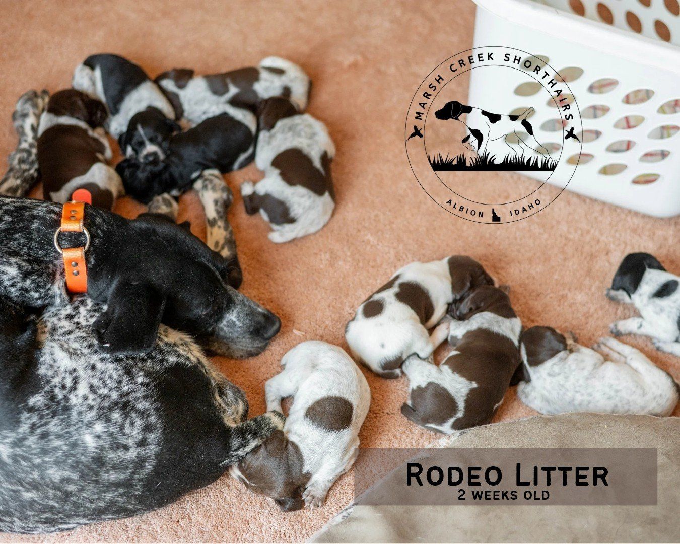 Marsh Creek Shorthairs German Shorthaired Pointer Puppies - One Male Available