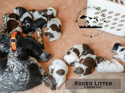Marsh Creek Shorthairs German Shorthaired Pointer Puppies - One Male Available