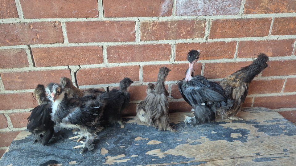 Silkies & Silkie/Cochin Chicks