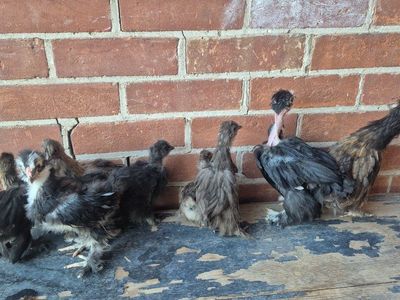 Silkies & Silkie/Cochin Chicks