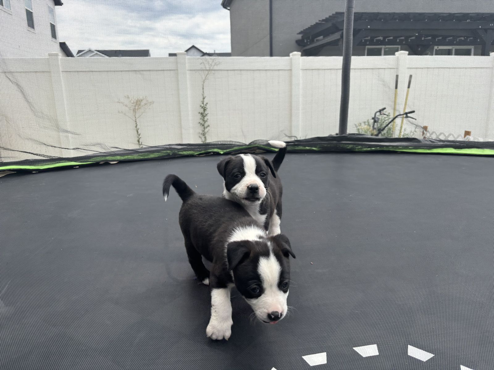 Boston terrier/border collie puppy