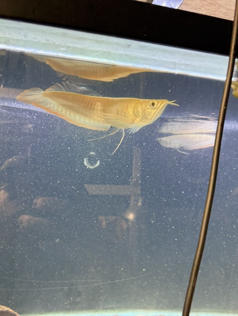Albino Silver Arowana