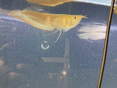 Albino Silver Arowana