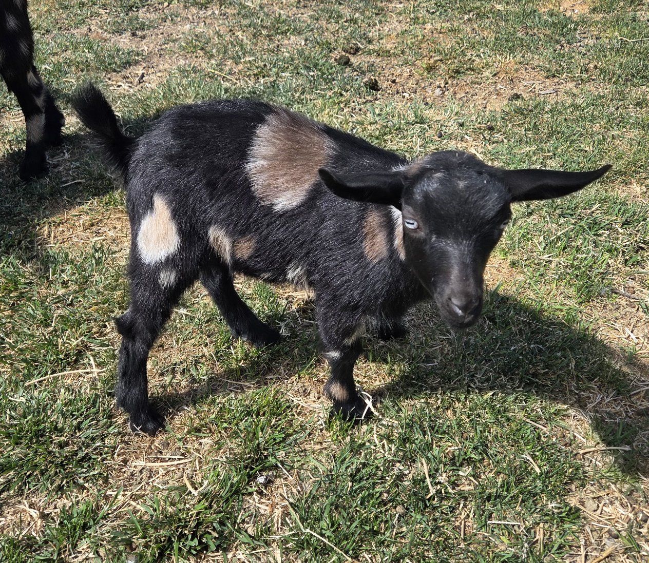 Adorable Pet Nigerian Dwarf Goat Doelings