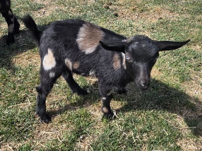Adorable Pet Nigerian Dwarf Goat Doelings