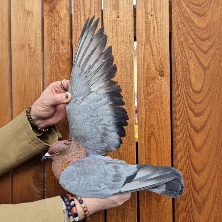 Archangel Pigeon Pair