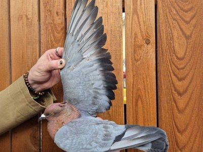 Archangel Pigeon Pair