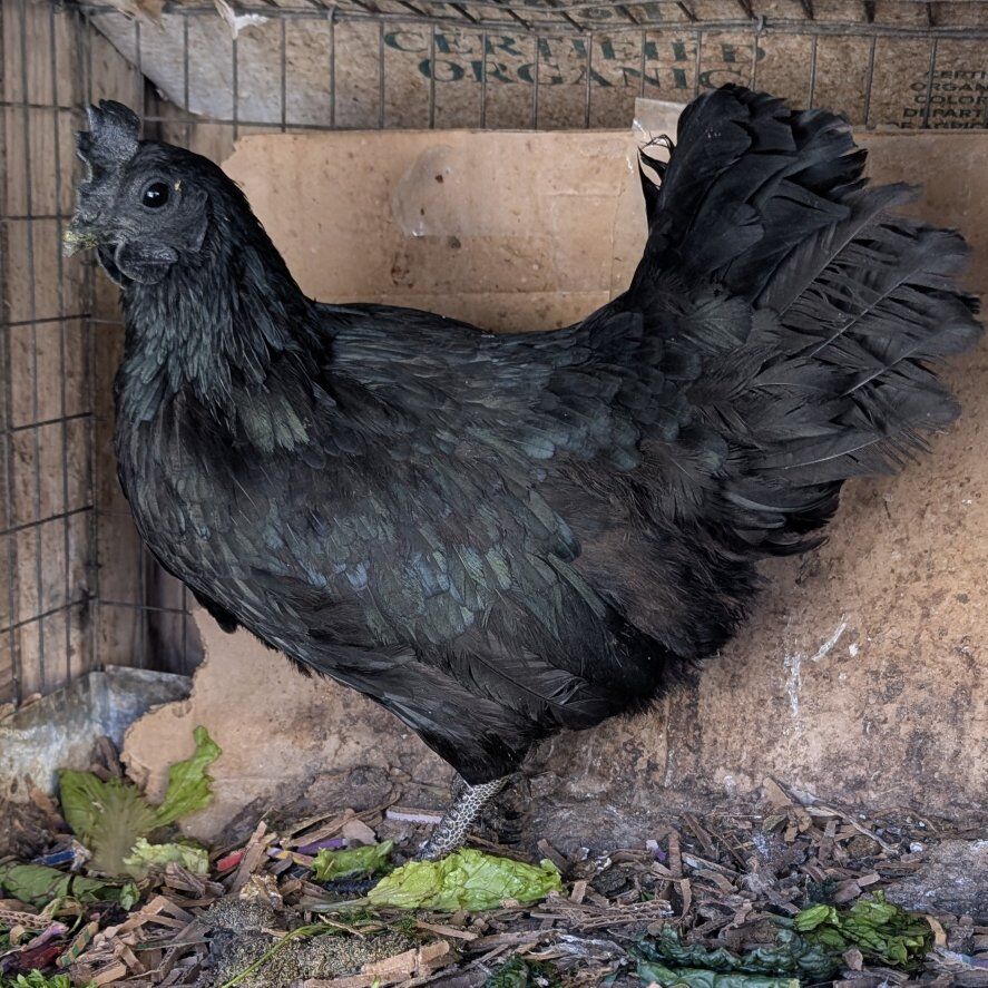 Rare young Ayam Cemani hen