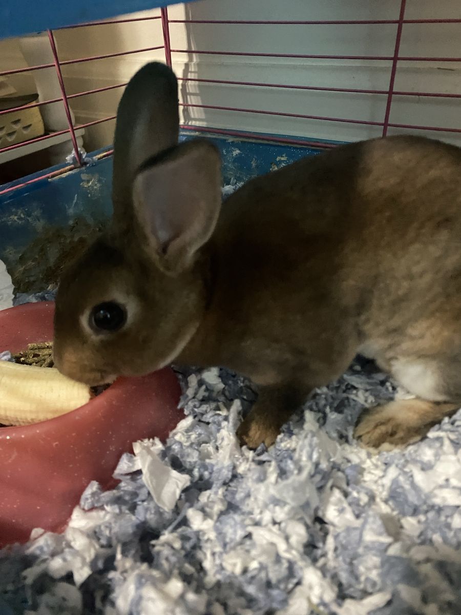 Mini Rex Bunny Rabbit + all the essentials