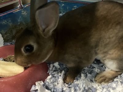 Mini Rex Bunny Rabbit + all the essentials