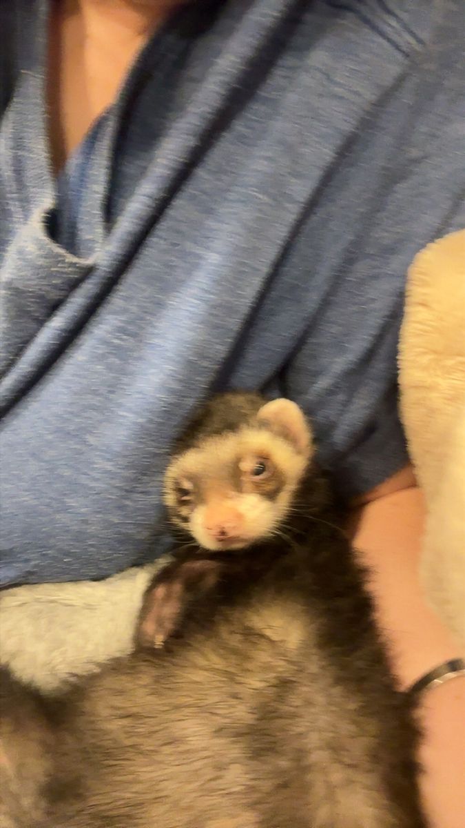 Ferret