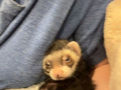 Ferret