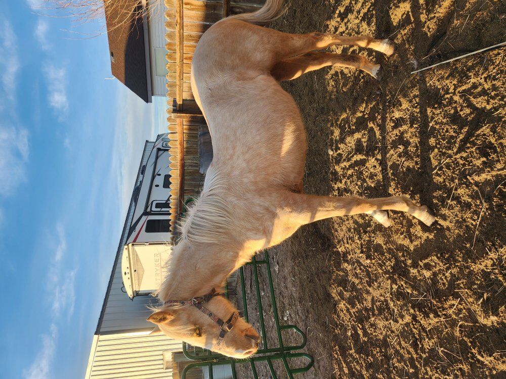 2 year old Papered Mare