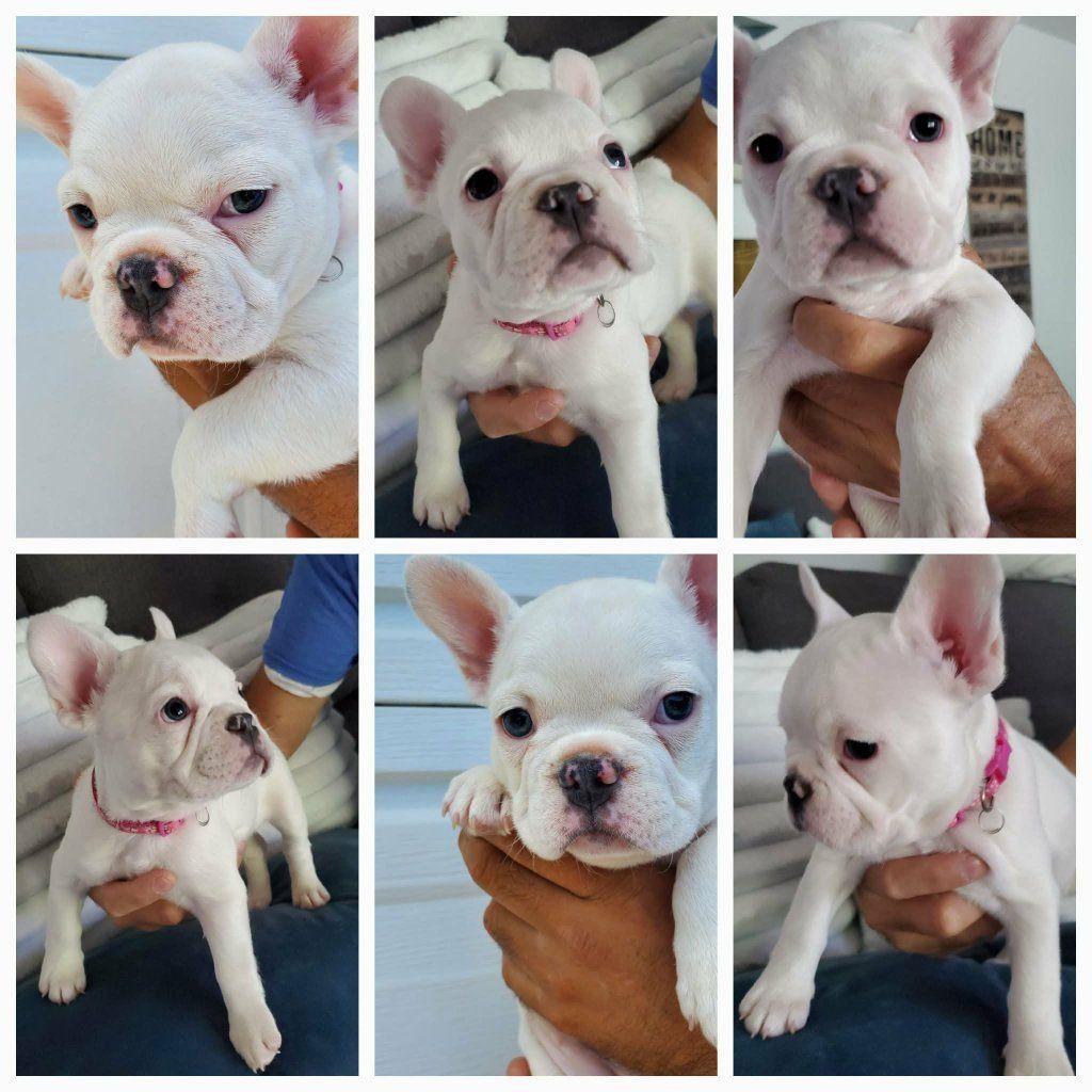 Adorable White Color Female French Bulldog puppy 