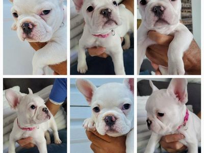 Adorable White Color Female French Bulldog puppy