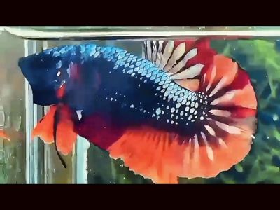 Green Samurai Nemo HMPK Betta