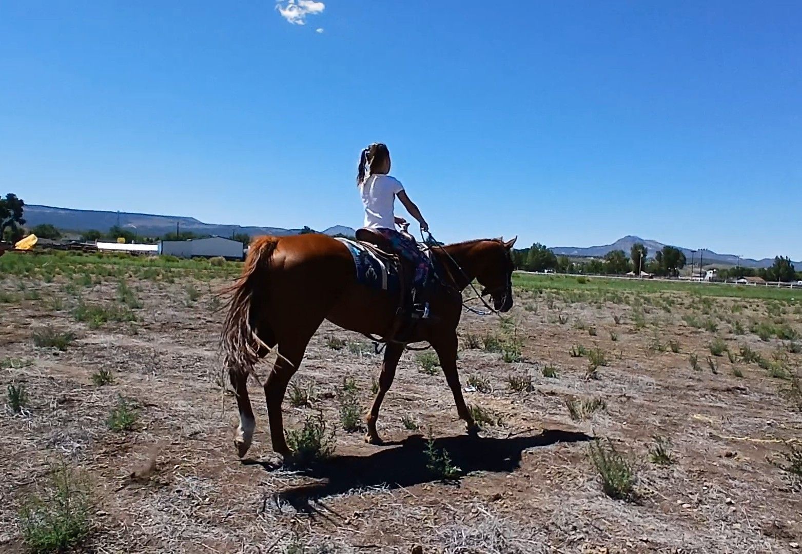 Aqha all around mare