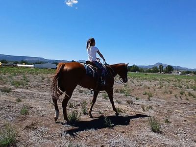 Aqha all around mare