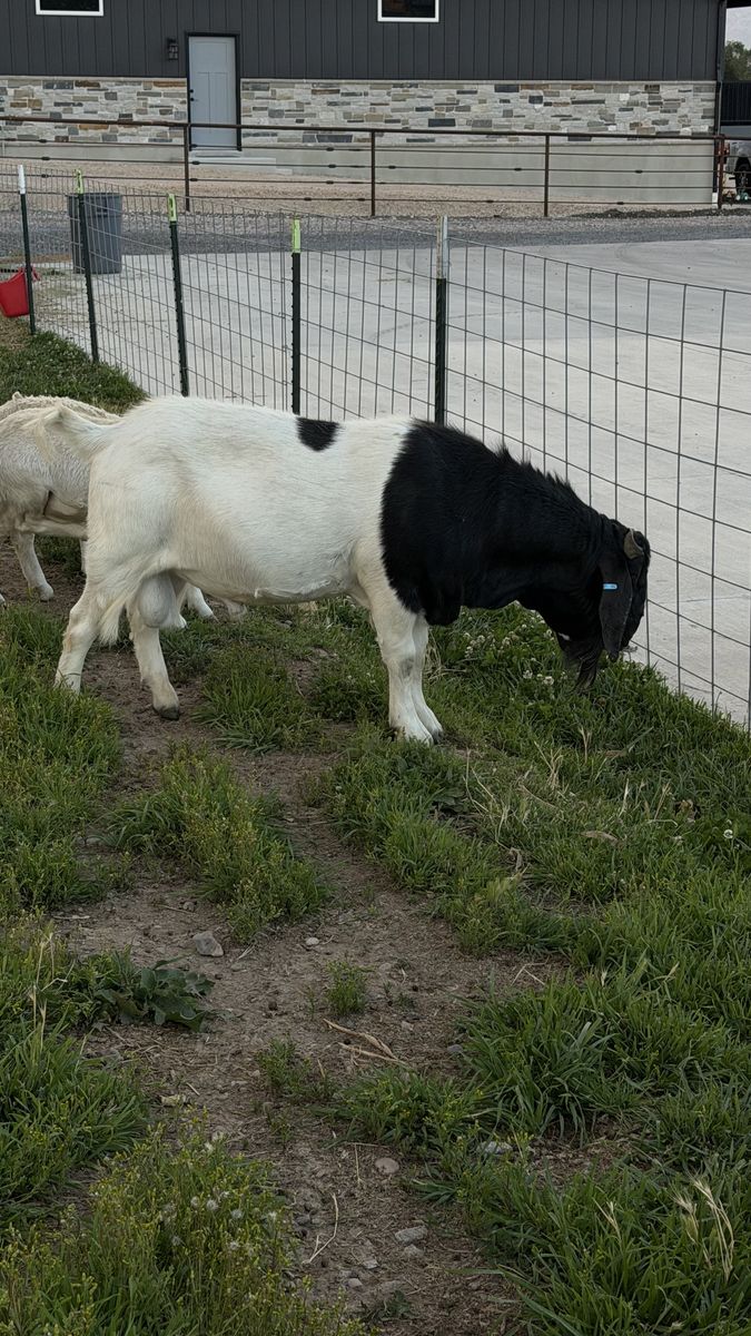 Boer buck for rent