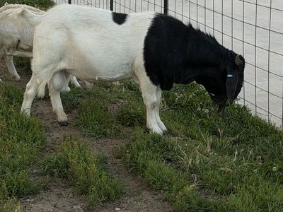 Boer buck for rent