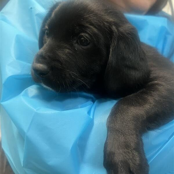 Hello my name is Raphael