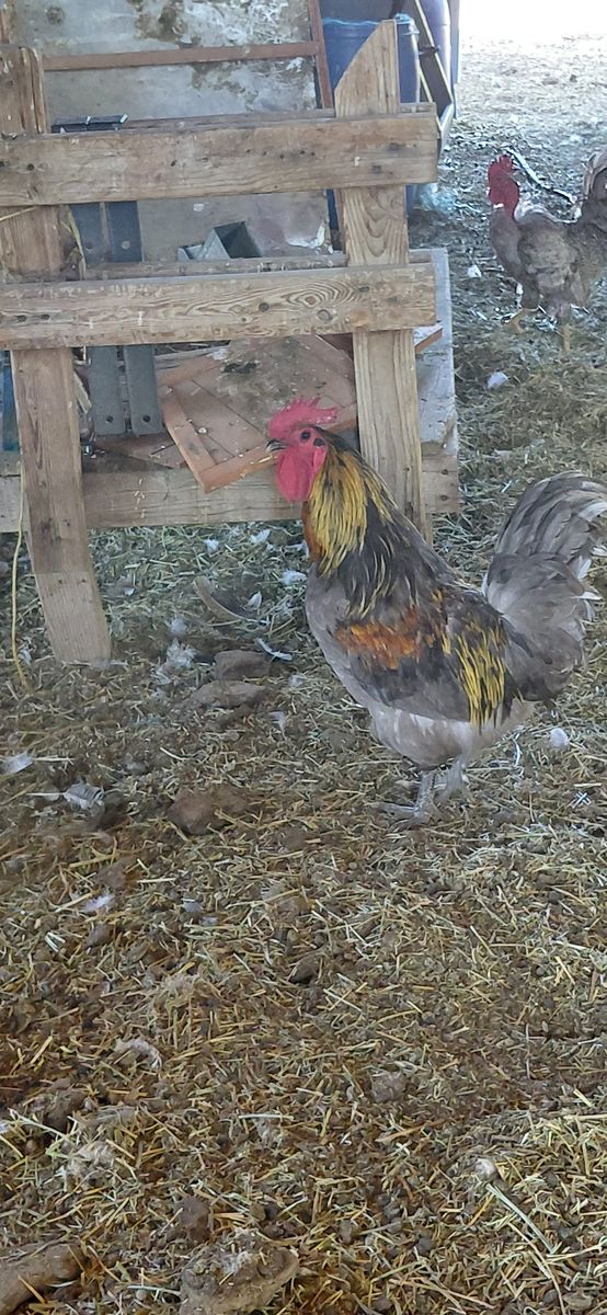 4 Roosters