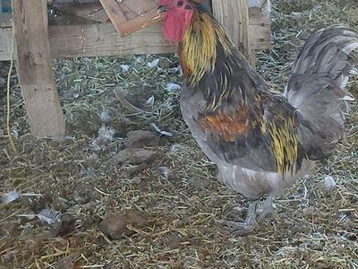 4 Roosters