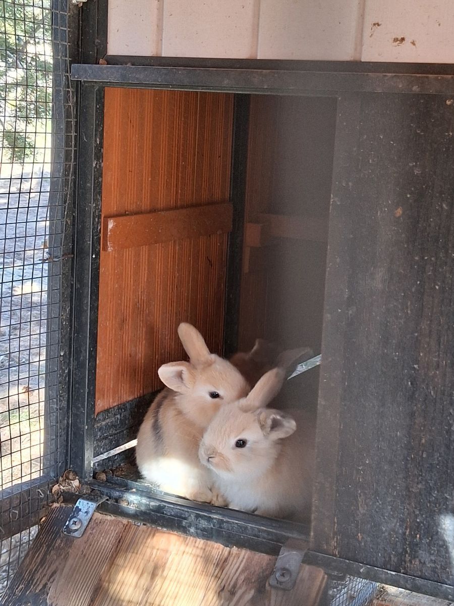 Baby Lop Mix Bunnies!