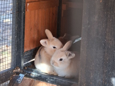 Baby Lop Mix Bunnies!