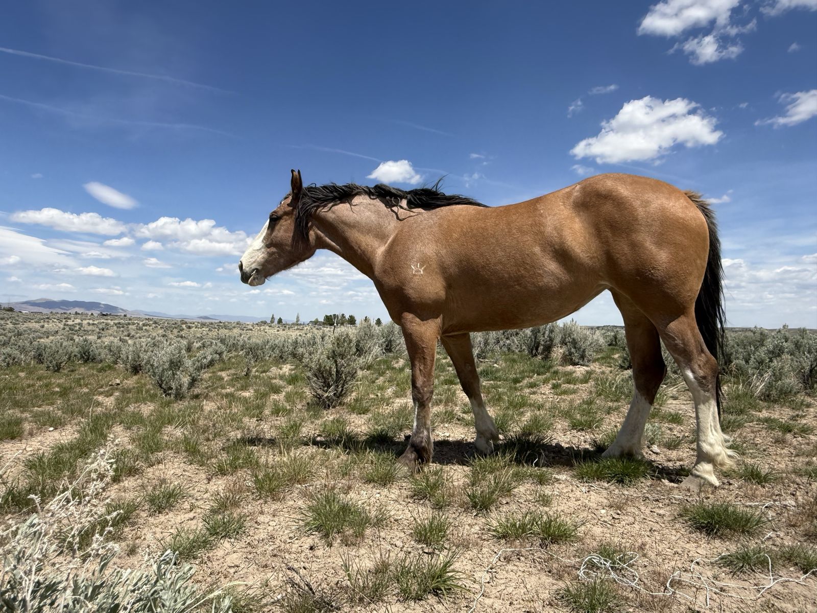 1/2 DRAFT CLYDE QH CROSS FILLY