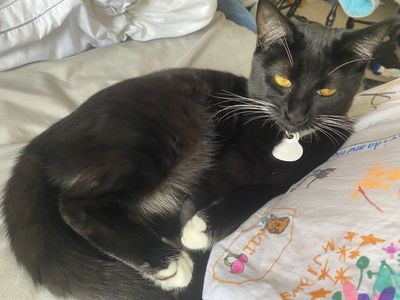 Juvenile cat- manx/tabby