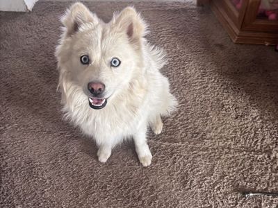 Pomeranian husky