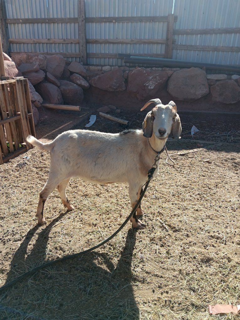 Purebred Nubian Nanny