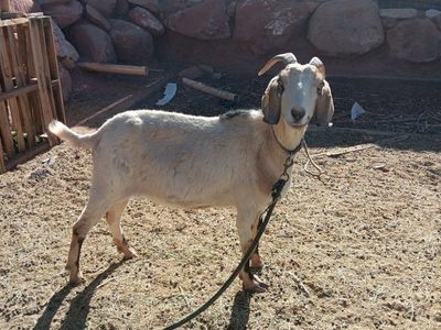 Purebred Nubian Nanny