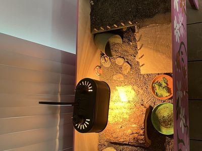 3 Year-Old Russian Tortoise