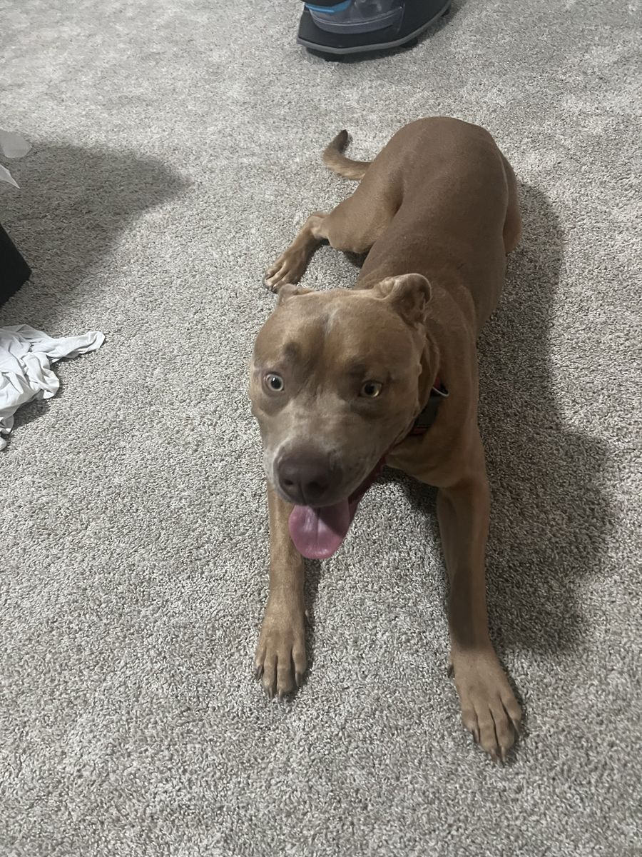 1 year old unaltered Male Cane Corso
